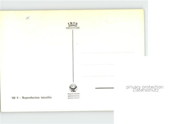 Bernhardiner Grant Saint Bernard – Bild 2