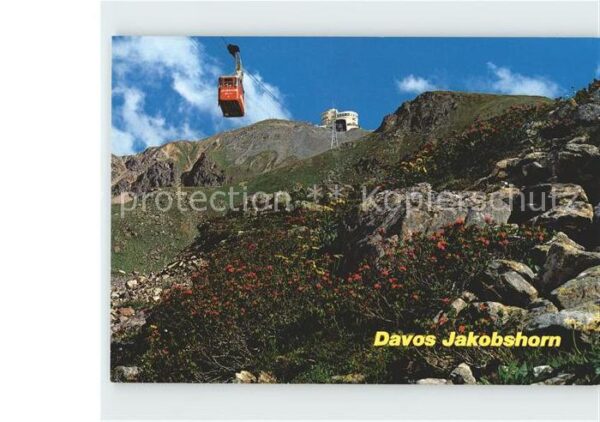 Seilbahn Davos Jakobshorn Alpenflora