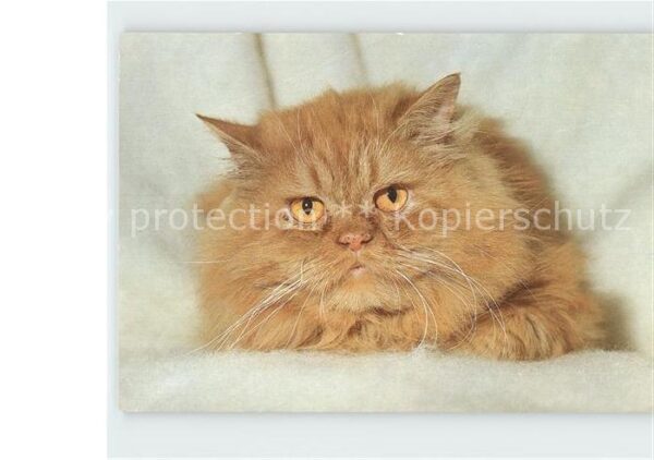 Katzen