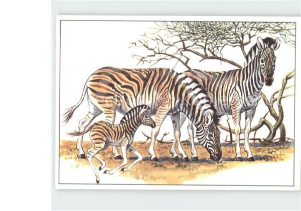 Zebra Damarazebra