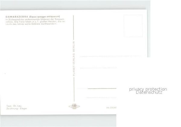 Zebra Damarazebra – Bild 2