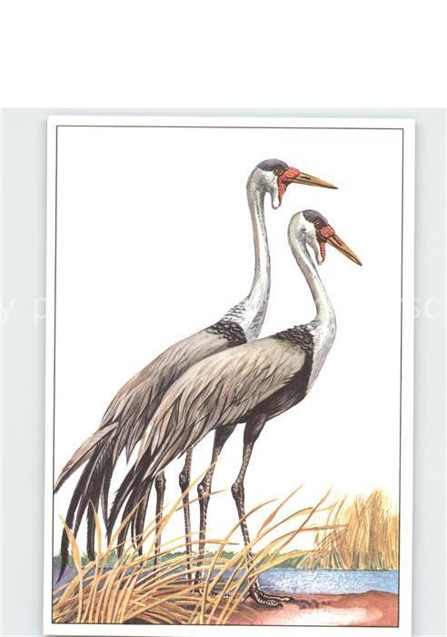 Voegel Klunkerkranich