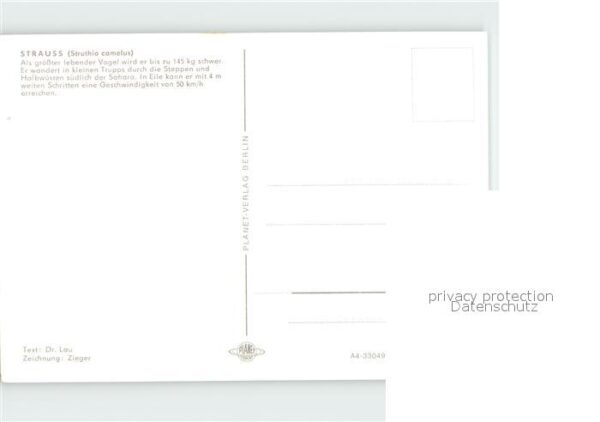 Voegel Strauss – Bild 2