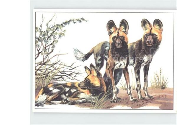 Tiere Hyänenhund Zeichnung Zieger