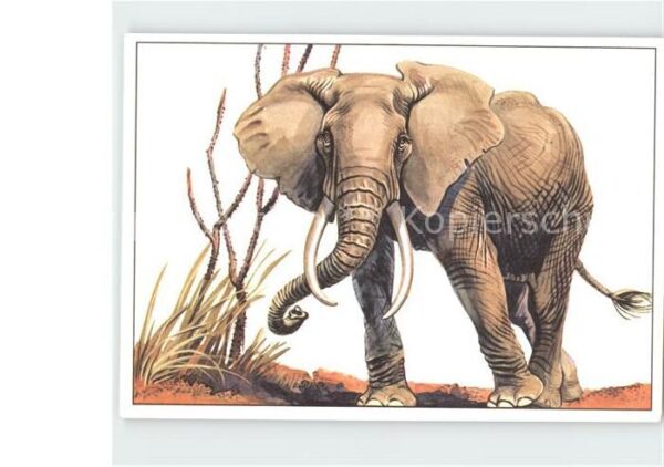 Elefant Afrikanischer Steppenelefant Zeichnung