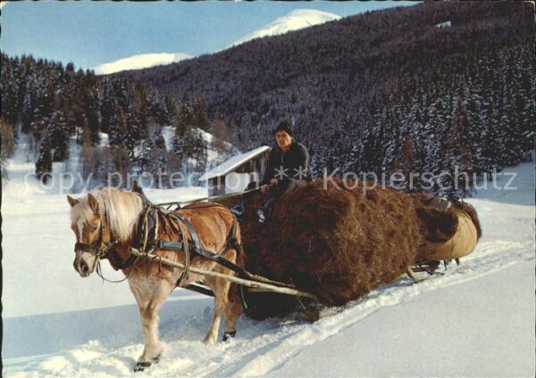 Oesterreich Haflinger Heuschlitten Winter