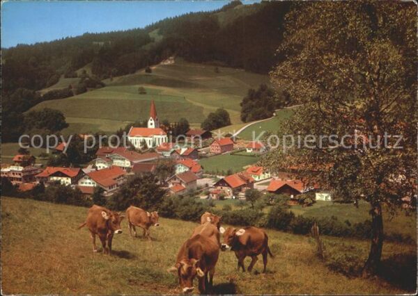 Wengen Kempten Allgaeu Kühe