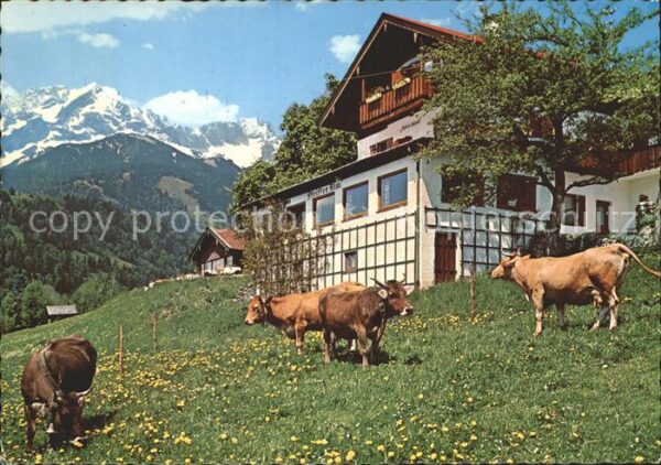 Garmisch-Partenkirchen Frühling auf der Pfeiffer Alm Kühe