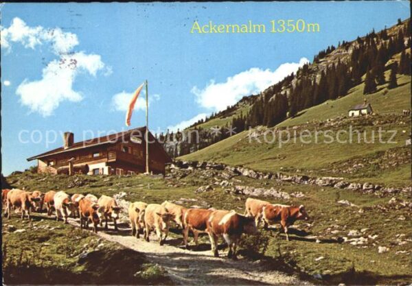 Landl Thiersee Jausenstation Ackernalm Kühe