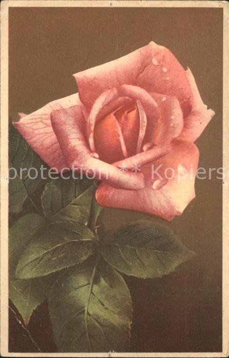 Rosen Verlag-Photochromie-Offsett-Nr. 2048 Se