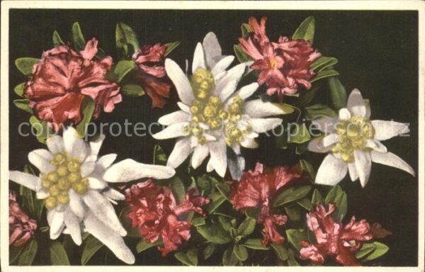 Edelweiss Alpenrose Verlag-Photochromie-Offset-Nr