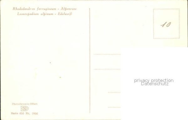 Edelweiss Alpenrose Verlag-Photochromie-Offset-Nr – Bild 2
