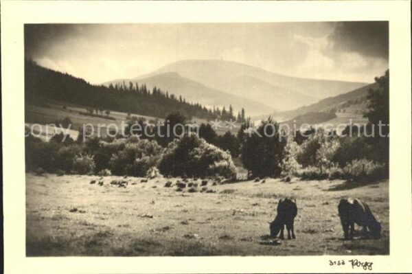 Foto Popp Nr. 3153 Kühe Natur Berge