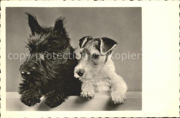 Hunde Foto-Amag-Nr. 69178