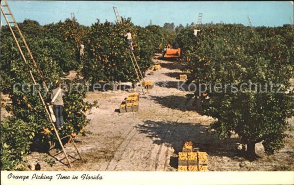 Ernte Landwirtschaft Orange Picking Time Florida