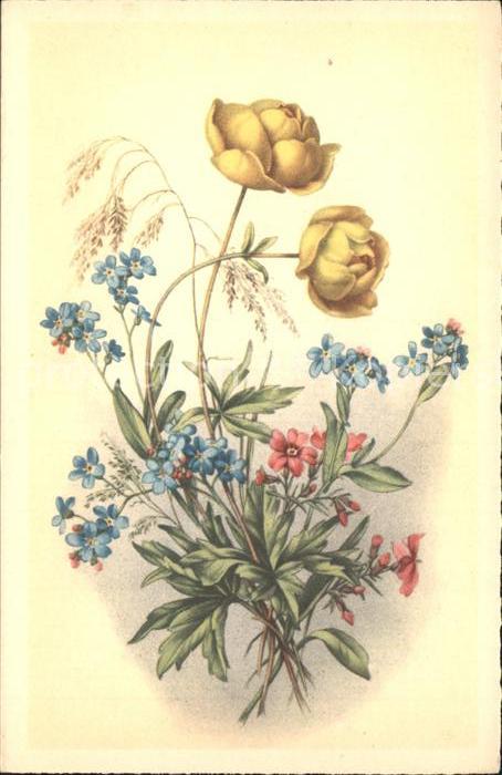Blumen Trollblume Vergissmeinnicht