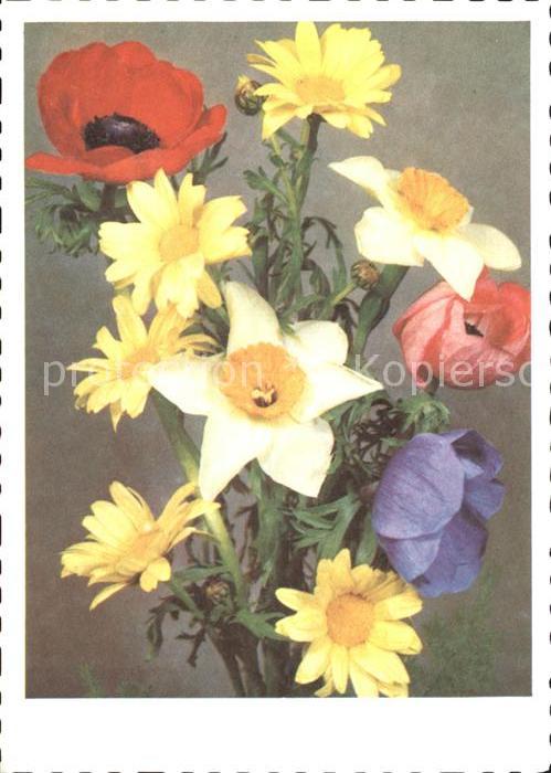Blumen Narzissen Margeriten Mohnblume