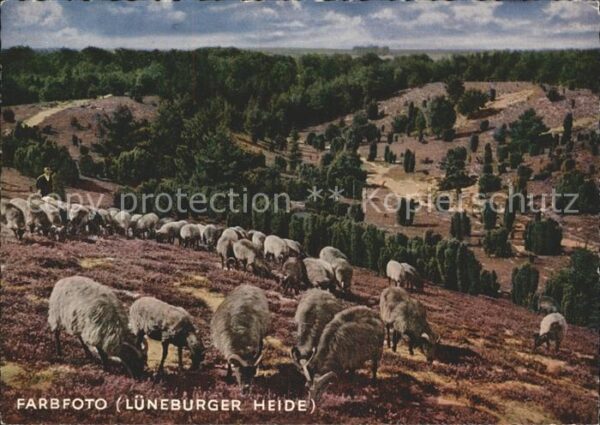 Schafe Lüneburger Heide
