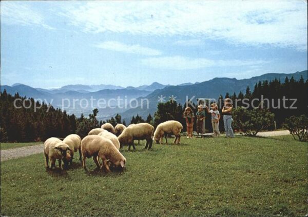 Schafe Blomberghaus Bad Tölz