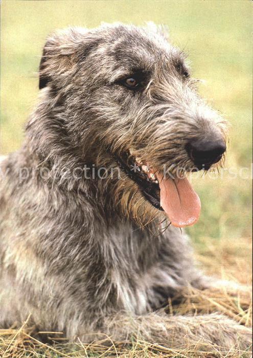 Hunde Irischer Wolfshund