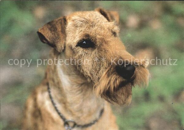 Hunde Irish-Terrier