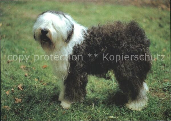 Hunde Pon