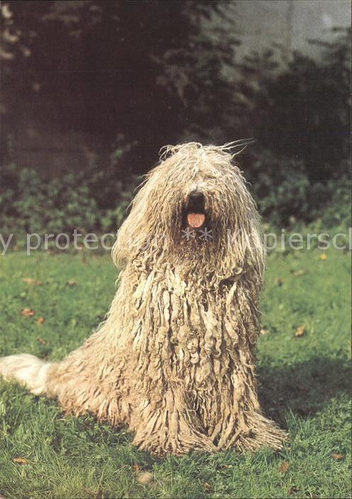 Hunde Komondor