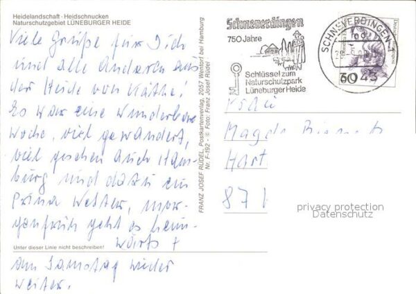 Schafe Heidschnucken Lüneburger Heide – Bild 2