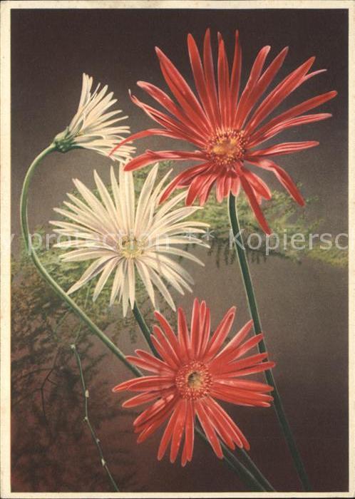 Blumen Gerbera