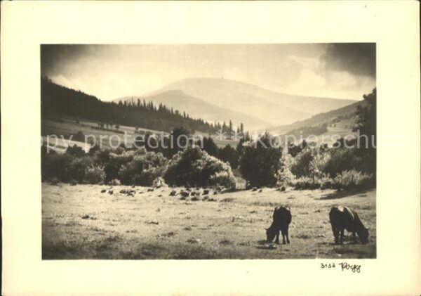 Foto Popp Nr. 3153 Kühe Natur Berge