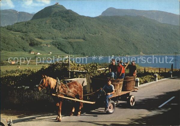 Ernte Landwirtschaft Weinlese Südtirol Raccolta del vino Pfe