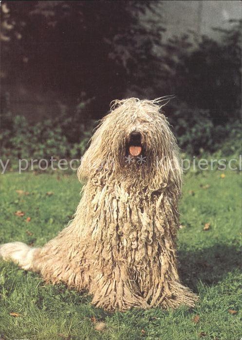 Hunde Komondor