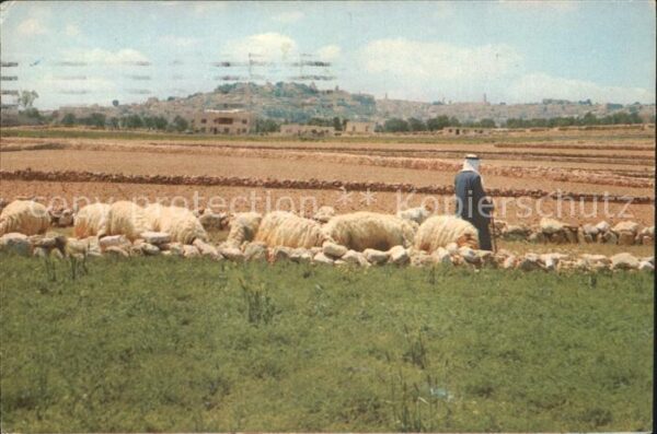 Hirte Schafe Shepherds Field Bethlehem