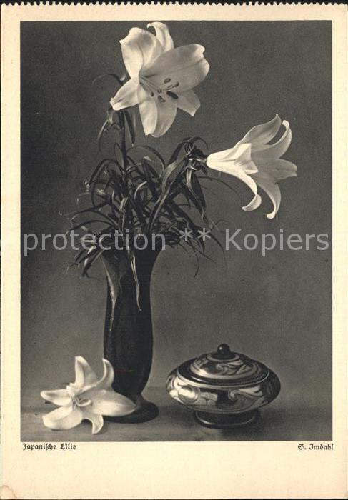 Blumen Japanische Lilie