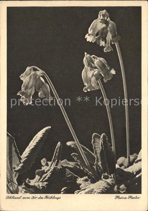 Blumen Schlüsselblumen