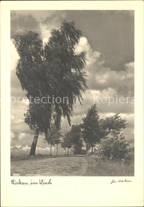 Baeume Trees Birken im Wind