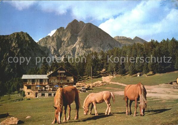 Hafling Gasthof Alpenrose Pferde