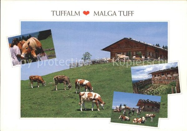 Voels Tirol Tuffalm Hütte Malga Tuff Haflinger Kühe