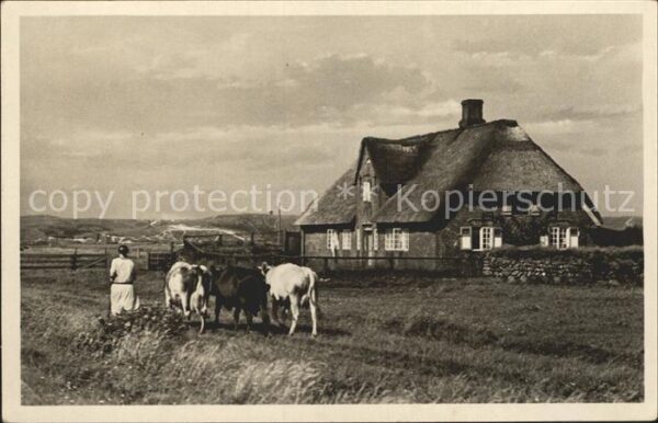 Sylt Reetdachhaus Kühe