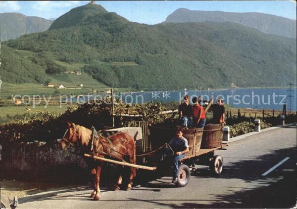 Suedtirol Weinlese