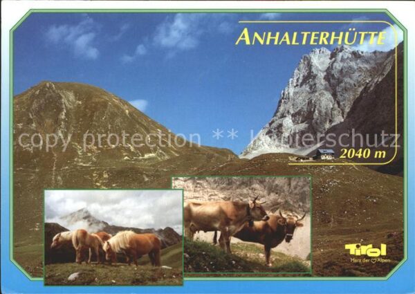 Anhalter Huette Kühe Haflinger Gebirgspanorama