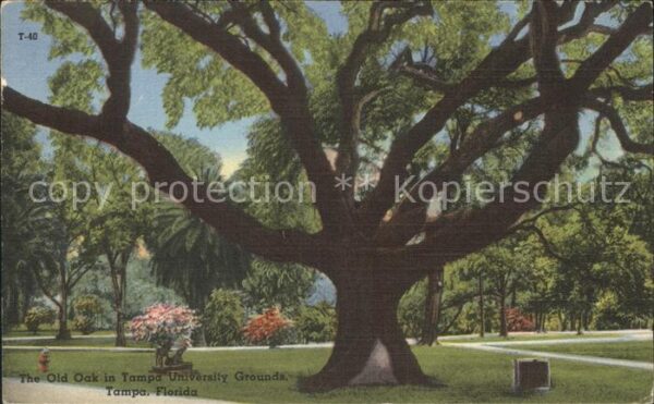 Baeume Trees Old Oak Tampa University Grounds
