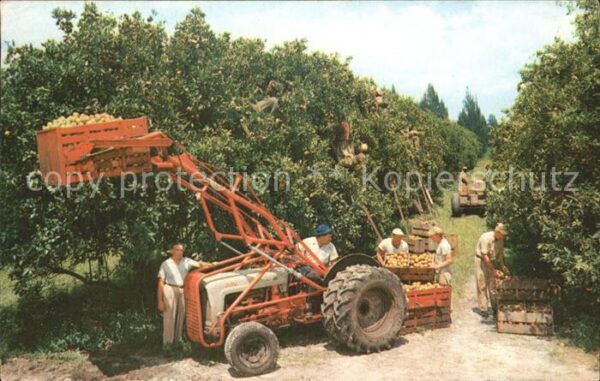 Ernte Landwirtschaft Citrus Harvest Florida Traktor