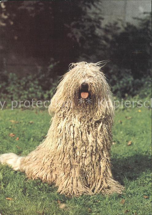 Hunde Komondor