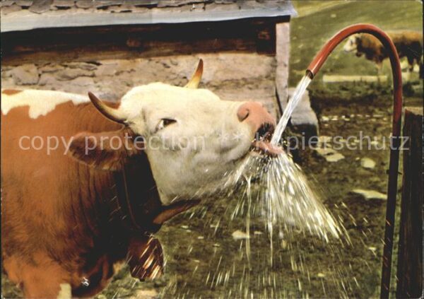 Kuehe Wasser trinken