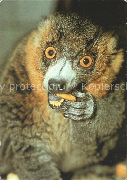 Tiere Mongoz-Maki 125 Jahre Zoo Dresden