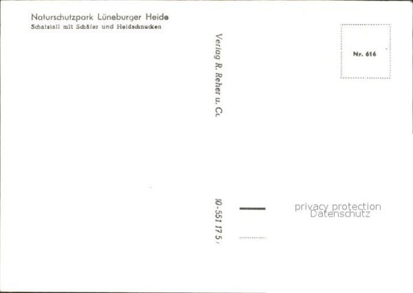 Schafe Heidschnucken Schafstall Schäfer Lünebu – Bild 2