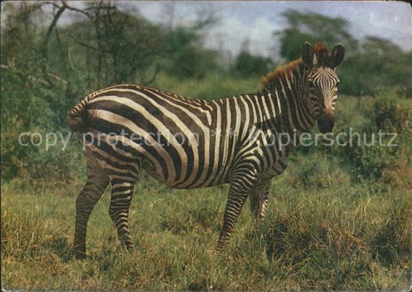 Zebra