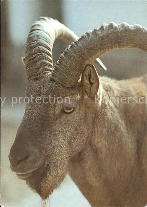 Steinbock Westkaukasischer Steinbock 125 Jahre Zo