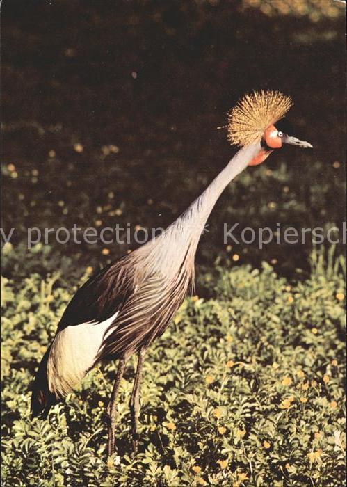 Voegel Kronenkranich Zoo Dresden